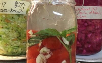 Get Cultured —  Fermentation Workshop